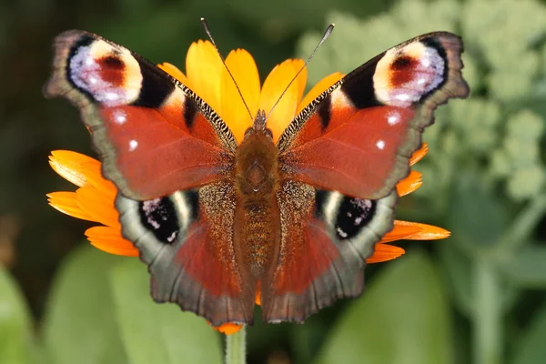 Vista superior de la mariposa del pavo real Inachis Io —  Fotos de Stock