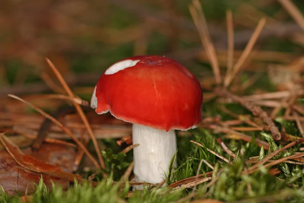 uzun russule russula paludosa