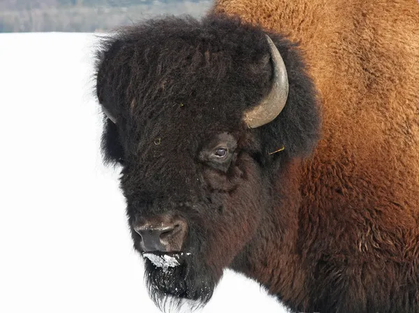 Působivé bizon — Stock fotografie