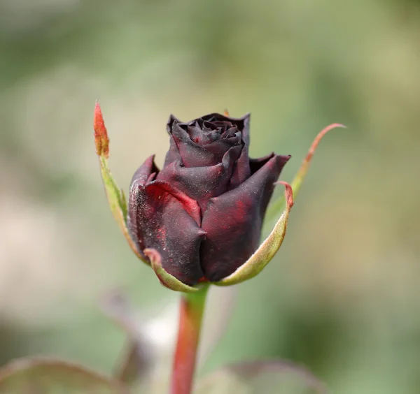 stock image Black rose