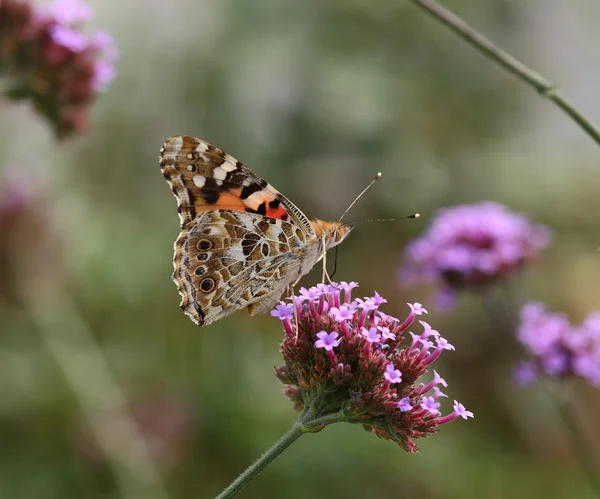 Painted Lady butterfly Vanessa cardui — Stock Photo, Image