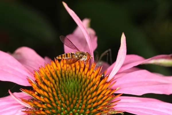 Blomflugor Flyttblomflugor balteatus — Stockfoto