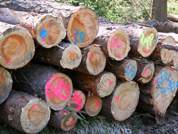 Felled trees — Stock Photo, Image