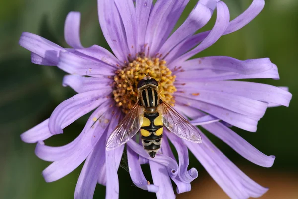 Hoverfly on aster blossom — Stock Photo, Image