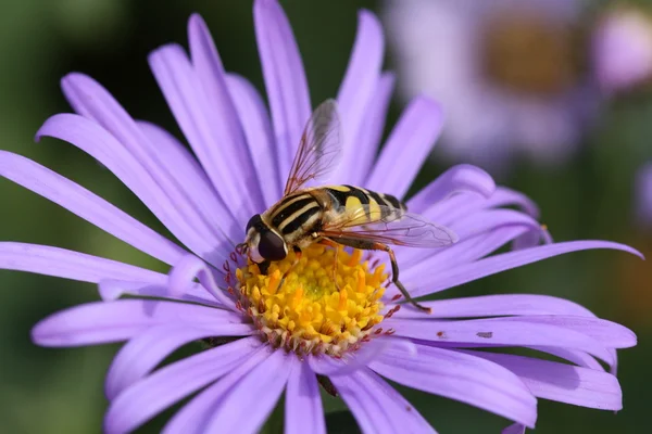 Hoverfly on aster blossom — Stock Photo, Image