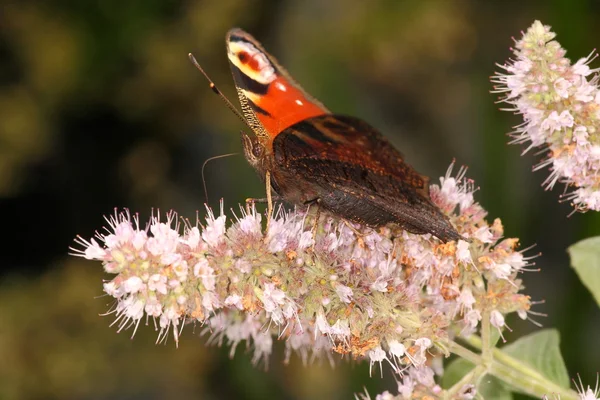 Side view of peacock butterfly — Stock Photo, Image