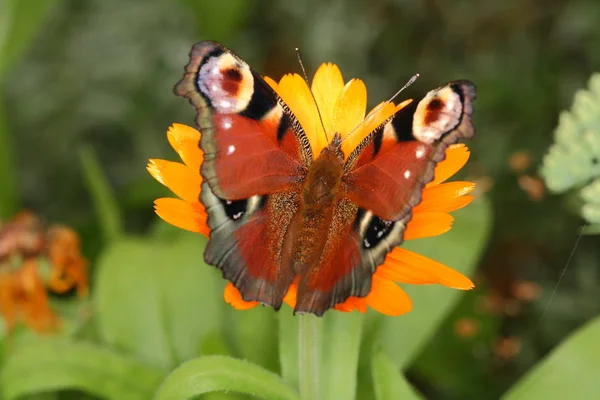 Top view of peacock butterfly — Stock Photo, Image