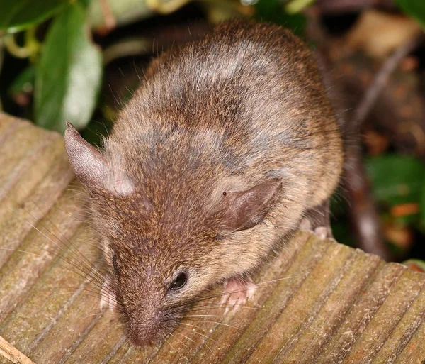 Nyfiken liten husmusen好奇的小家鼠 — Stockfoto