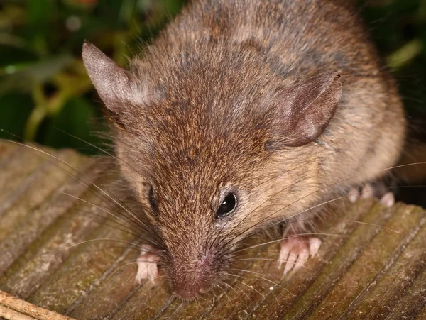 stock image Curious little house mouse