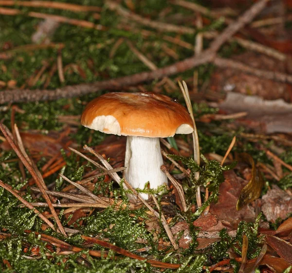 赭色 brittlegill，共同黄红菇 — 图库照片