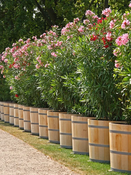 Planter with oleander — Stock Photo, Image