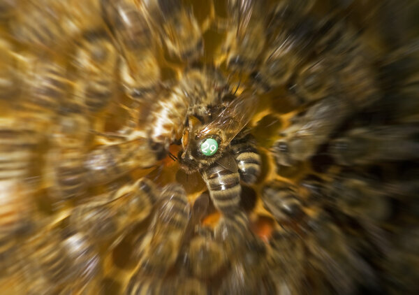 Королева пчёл в улье
