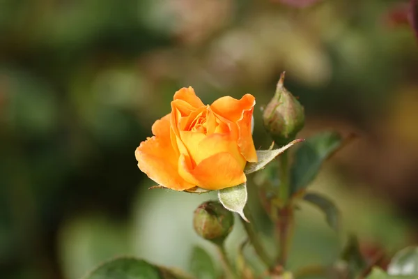 stock image Yellow rose