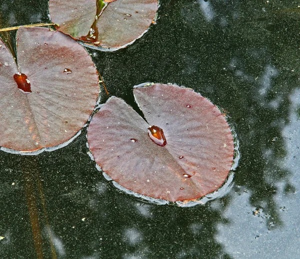 Seerosenblätter mit Pollen gepudert — Stockfoto