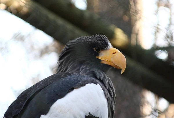 Closeup of Steller's Sea Eagle — Stock Image Closeup of Steller's Sea Eagle Stock Photo