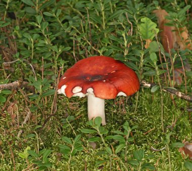 sickener russula emetica