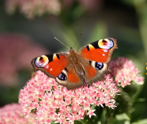 Top view of peacock butterfly Inachis Io — Stock Photo, Image