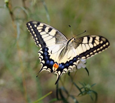 Papilio machaon