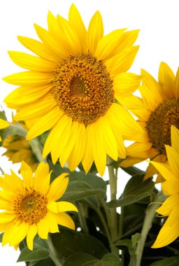 Sunflowers isolated