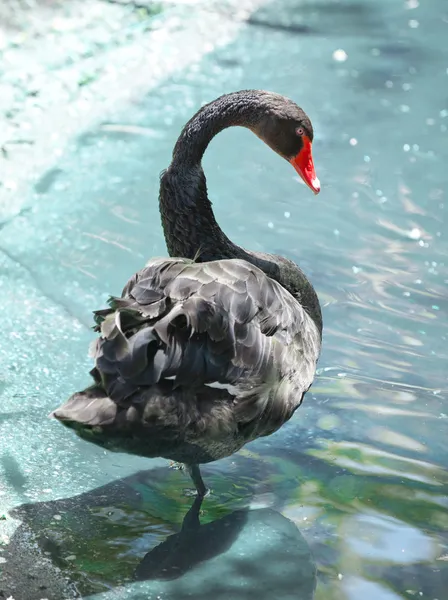 Cisne negro — Foto de Stock