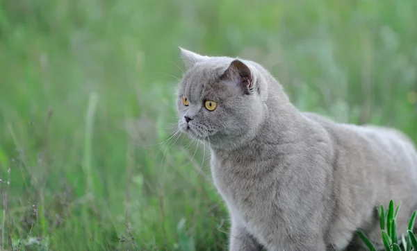 Katt i ett gräs. — Stockfoto