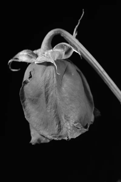 Rosa seca monocromática — Fotografia de Stock