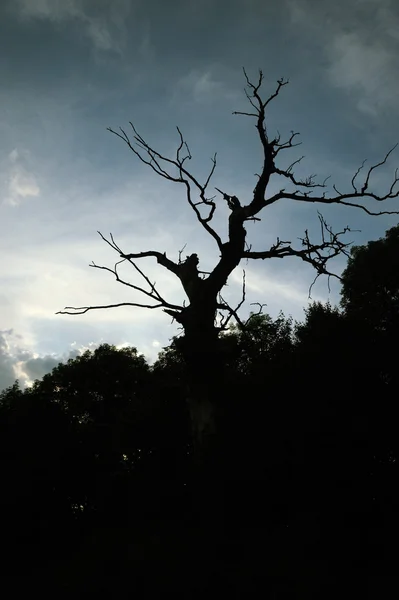 Ξηρό δέντρο — Φωτογραφία Αρχείου