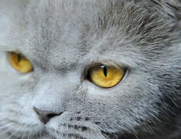 Очі кота — стокове фото