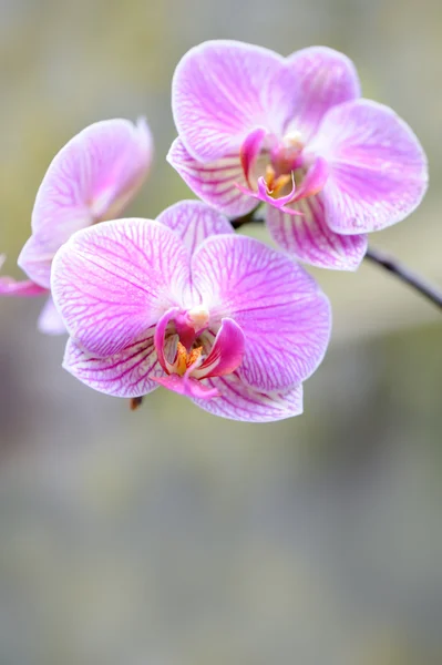 stock image Orchid violet