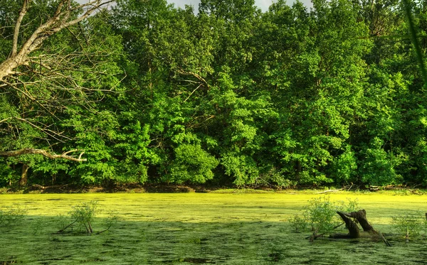 沼泽 — 图库照片
