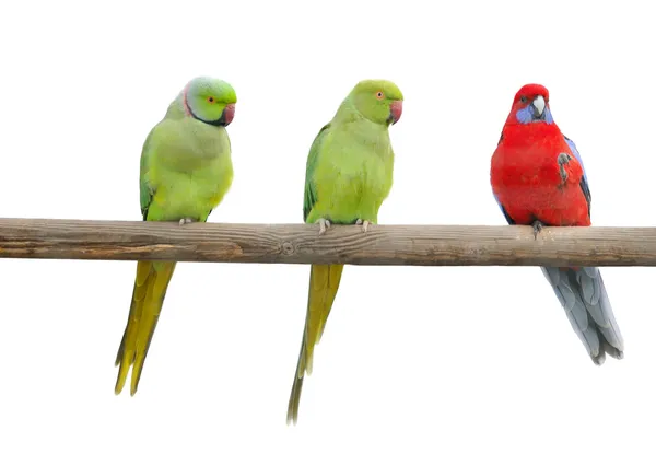 Цветной попугай на шесте — стоковое фото