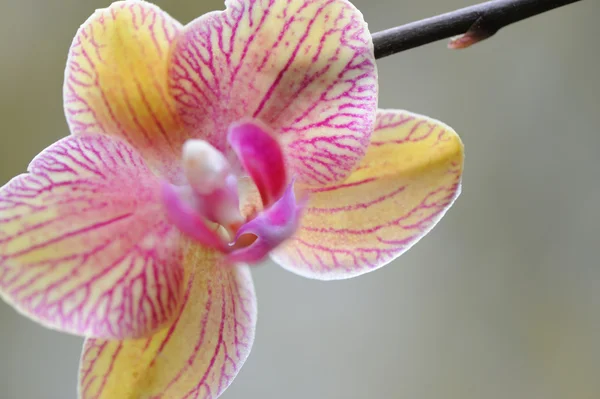 Orchid yellow — Stock Photo, Image