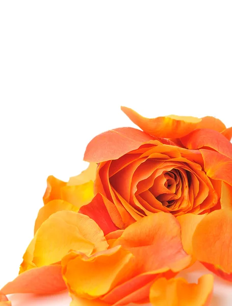 Rose med kronblad — Stockfoto