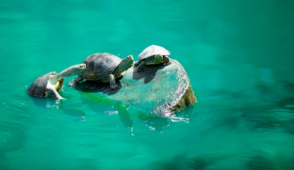 Turtles — Stock Photo, Image