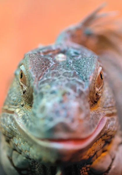 Iguana — Stock Photo, Image
