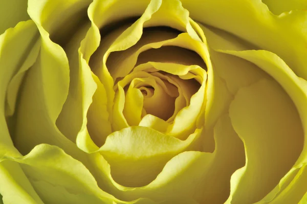 Róża w tle — Zdjęcie stockowe