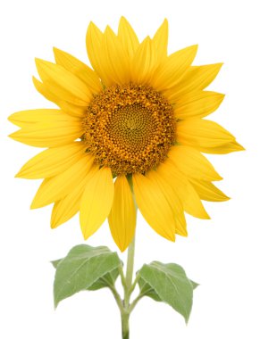 Sunflower isolated clipart