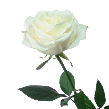 White rose clipart