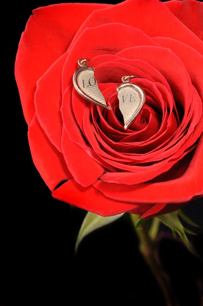 Gouden hart gebroken in een rode roos — Stockfoto
