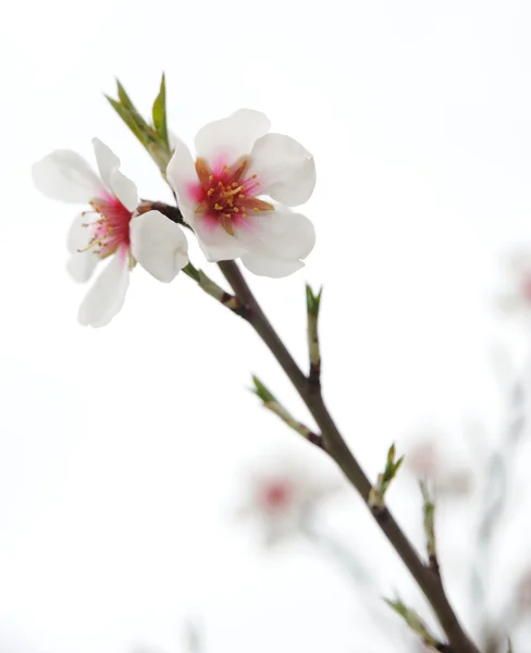 Flowers on a branch — Stock Photo, Image