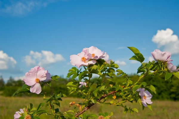 Blumen einer Heckenrose — Stockfoto
