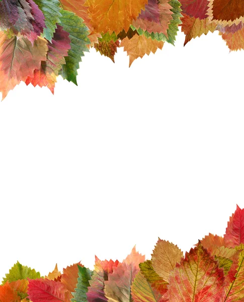 Frame from autumn leaves — Stock Photo, Image