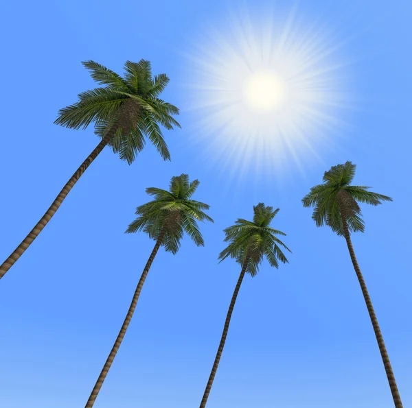 棕榈树和太阳 — 图库照片
