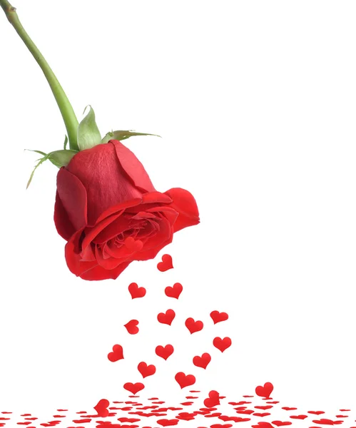 Κόκκινο τριαντάφυλλο και τις πτώση καρδιά — Φωτογραφία Αρχείου