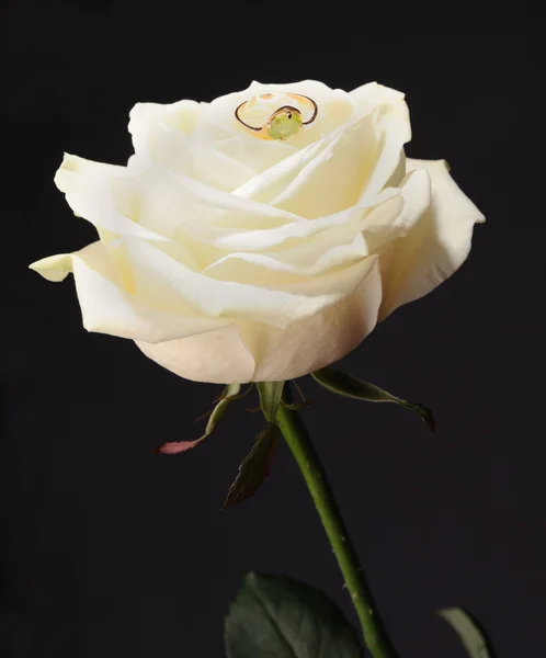 Anillo en una rosa blanca de fondo negro —  Fotos de Stock
