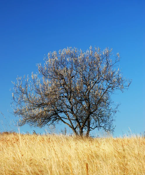 草地上的树 — 图库照片