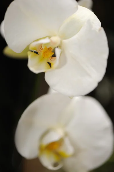 stock image Orchid white