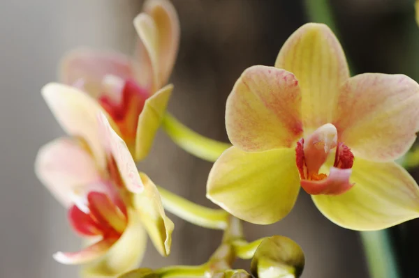 Orchid yellow — Stock Photo, Image