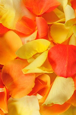 Rose petal arka plan