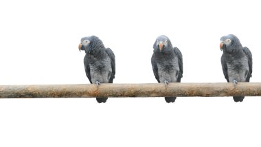 Parrots on a pole clipart